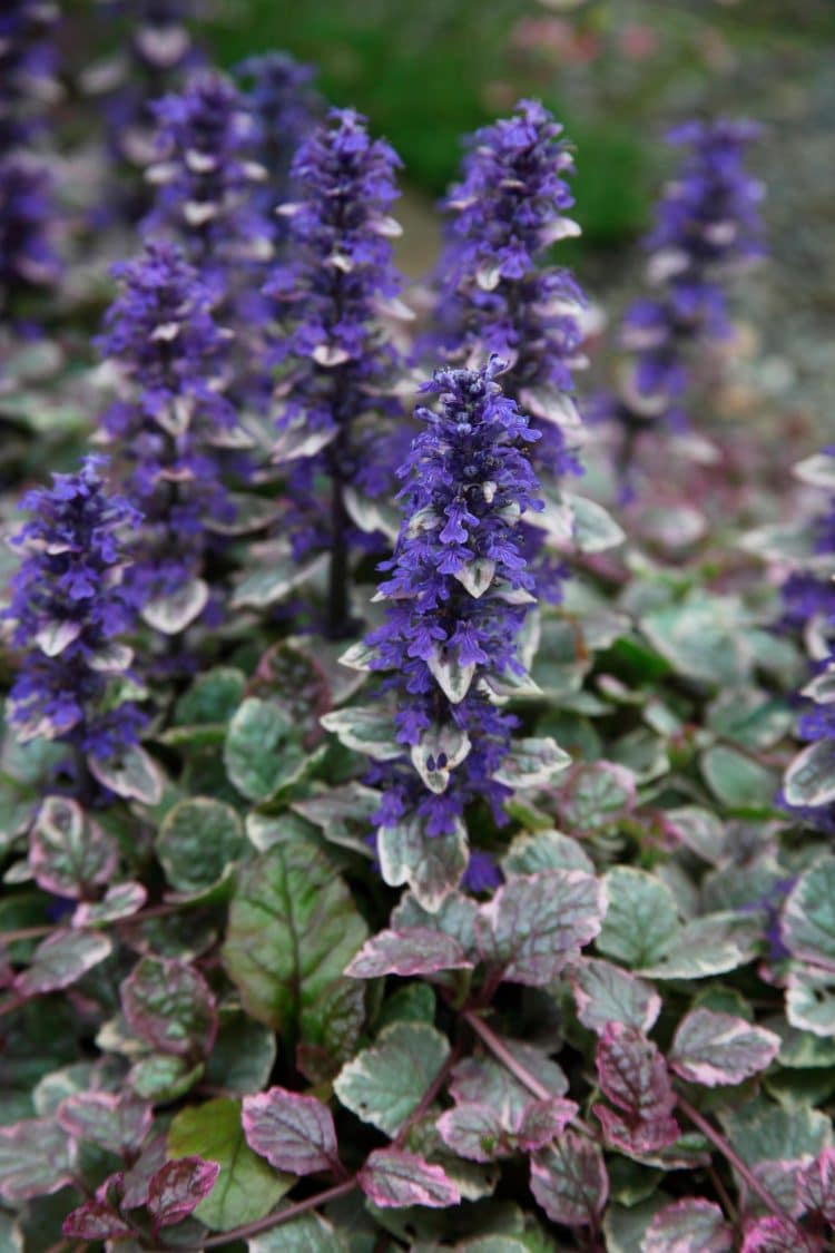 Ajuga Ground Cover Plants Bugle Ground Cover Hopes Grove Nursery