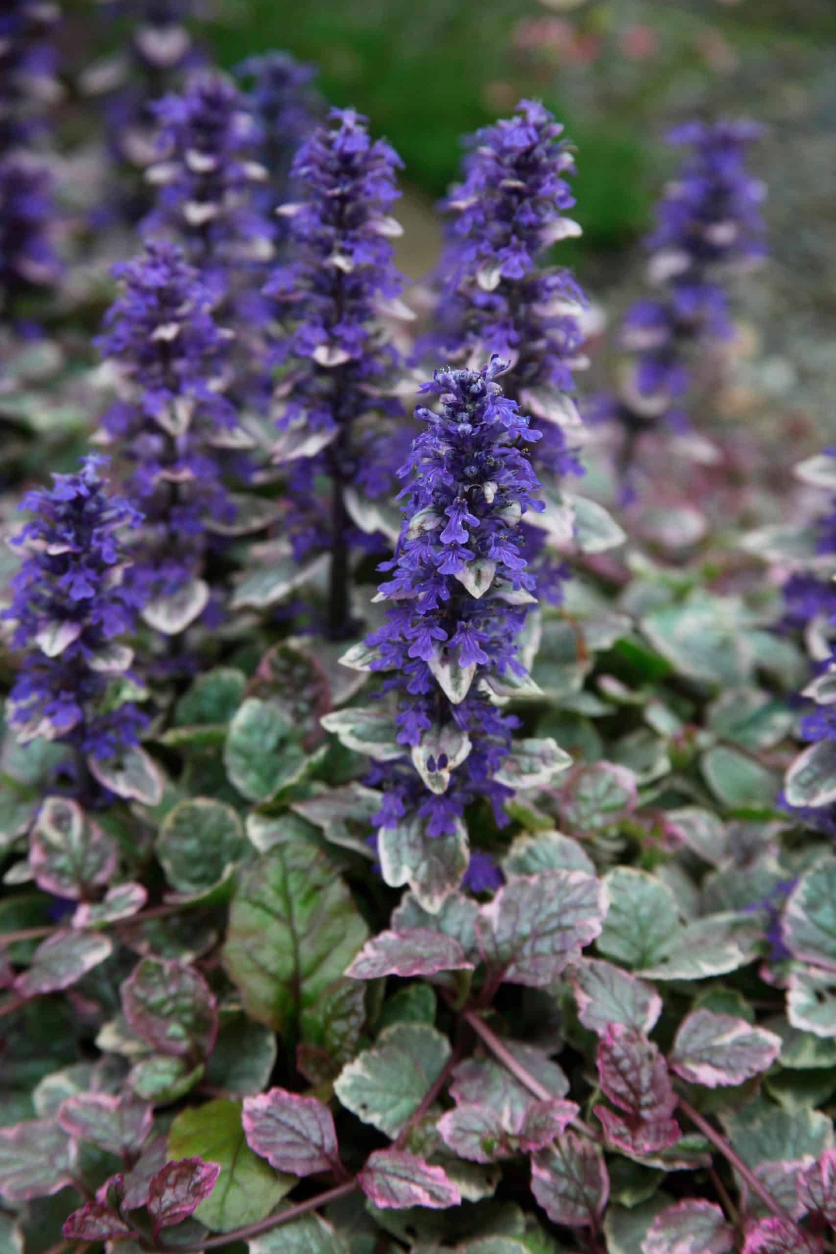Ajuga Ground Cover Plants Bugle Ground Cover Hopes Grove Nursery