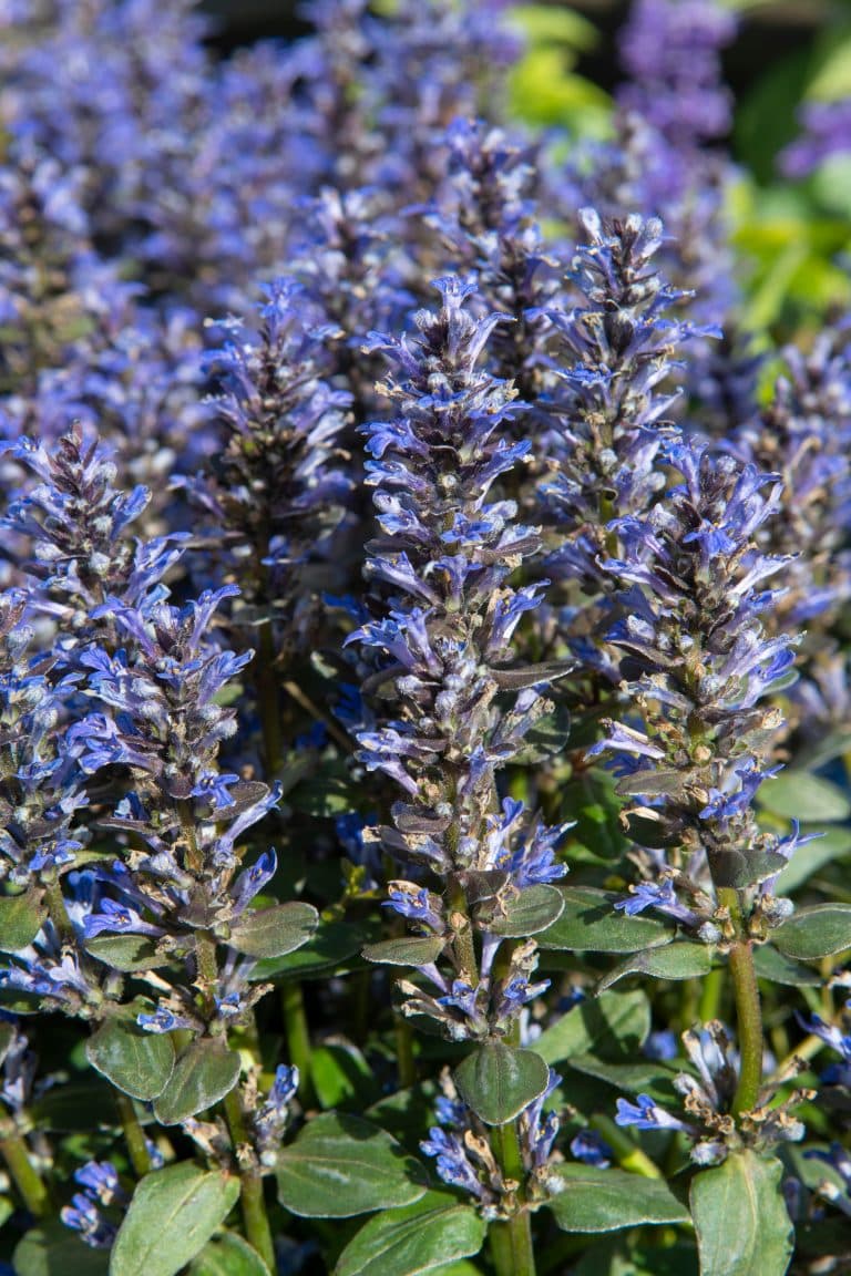 Ajuga Ground Cover Plants Bugle Ground Cover Hopes Grove Nursery