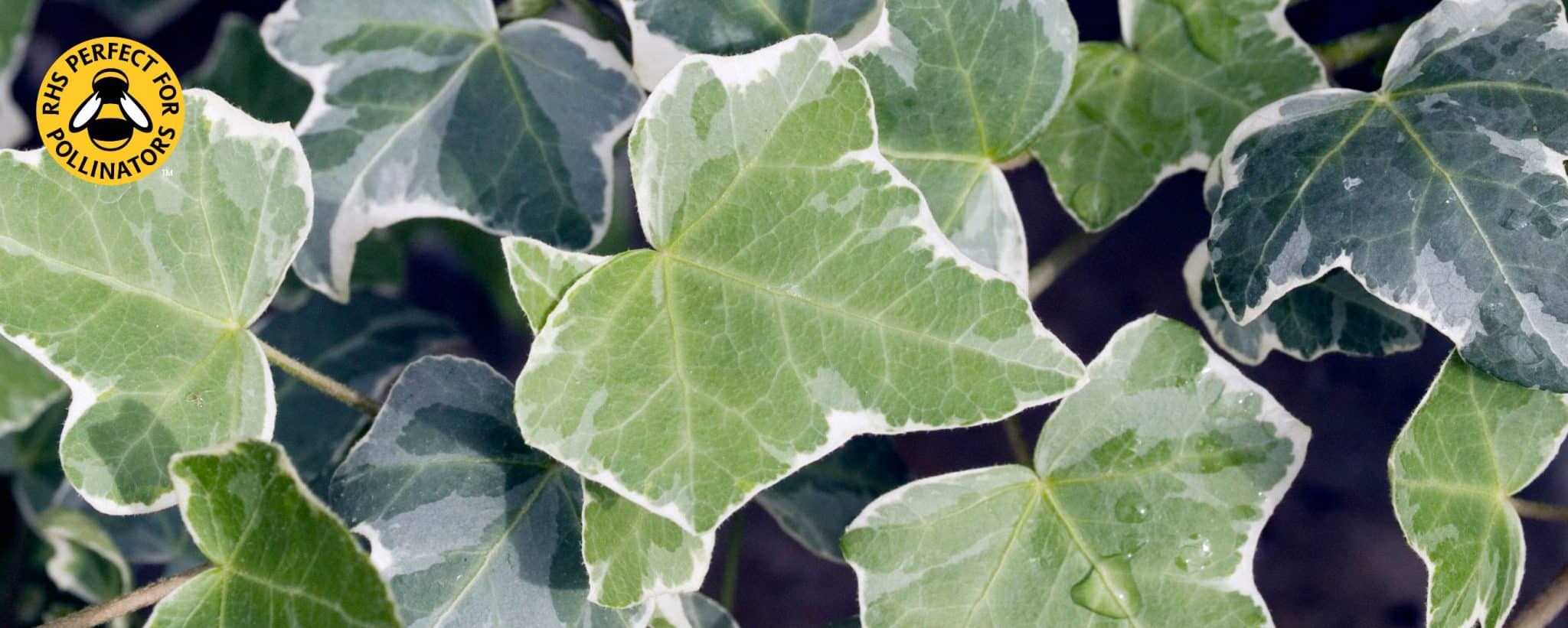 Ivy Ground Cover Hopes Grove Nurseries