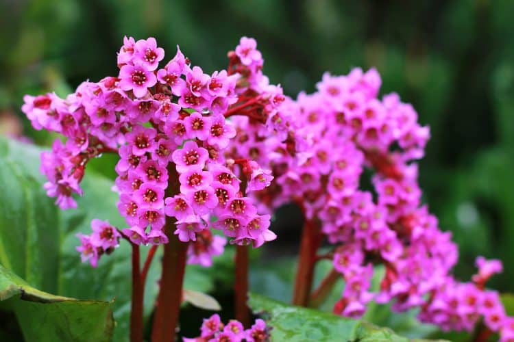 Bergenia Cordifolia Purpurea