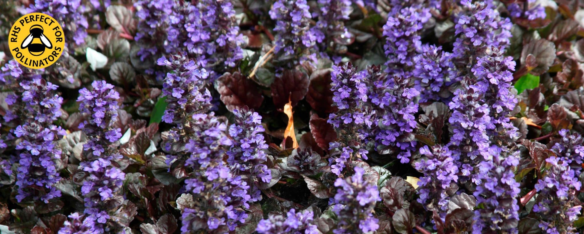 Ajuga Ground Cover Plants Bugle Ground Cover Hopes Grove Nursery
