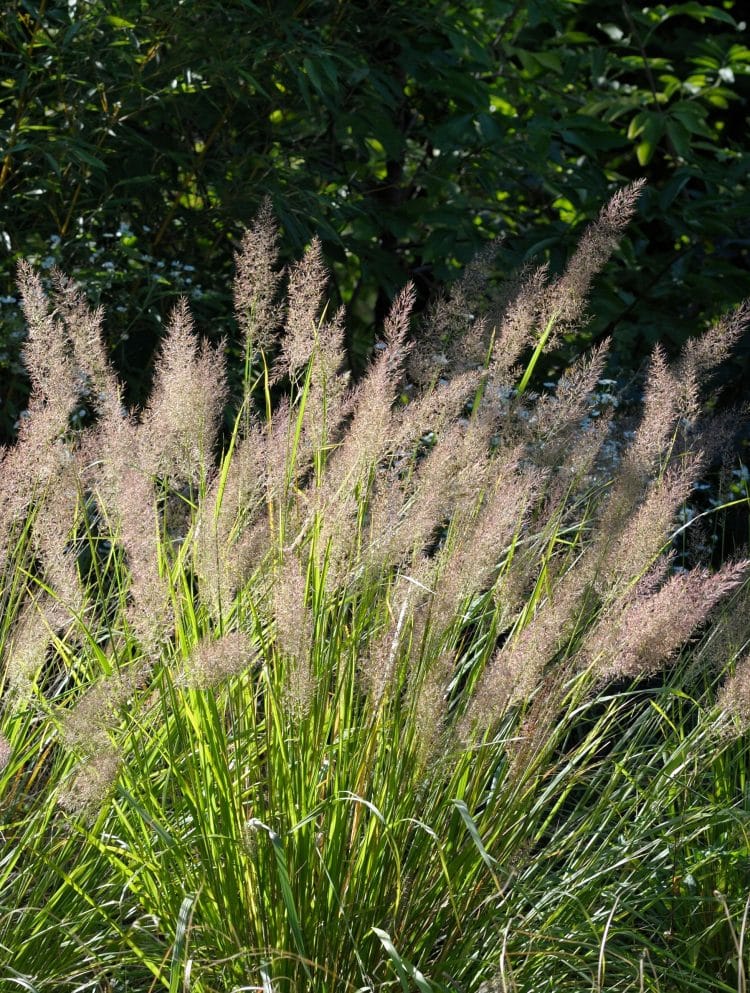 CALAMAGROSTIS BRACHYTRICHA GRASS PLANT IN A FLOWER BORDER