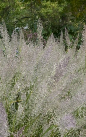 FLOWER DETAIL OF CALAMAGROSTIS BRACHYTRICHA GRASS PLANT