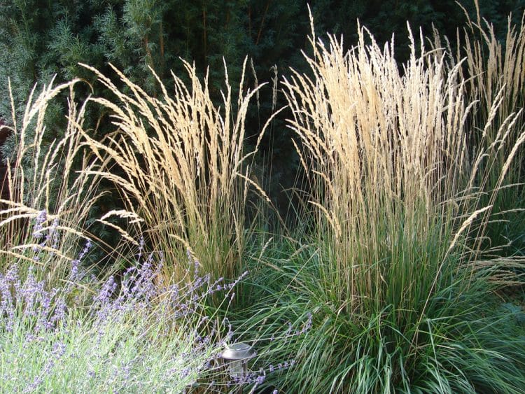 INDIVIDUAL GRASS PLANTS CALAMAGROSTIS ACUTIFOLIA KARL FOERSTER