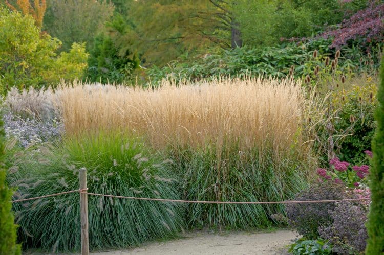 BUY GRASSES AND GRASS PLANTS