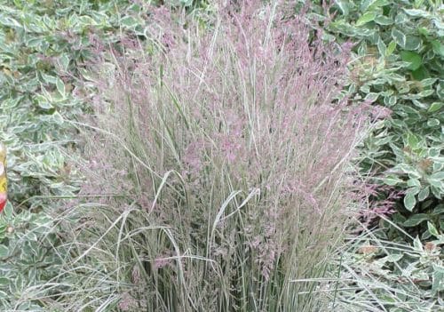 CLOSE UP OF COLOURED FOLIAGE CALAMAGROSTIS ACUTIFLORA OVERDAM