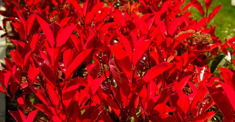 PHOTIINIA HEDGING PLANTS NEW GROWTH