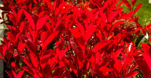 BRIGHT RED NEW GROWTH ON HEDGE OF PHOTINIA CAMILVY