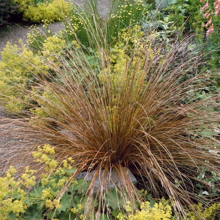 BUY CAREX GRASSES