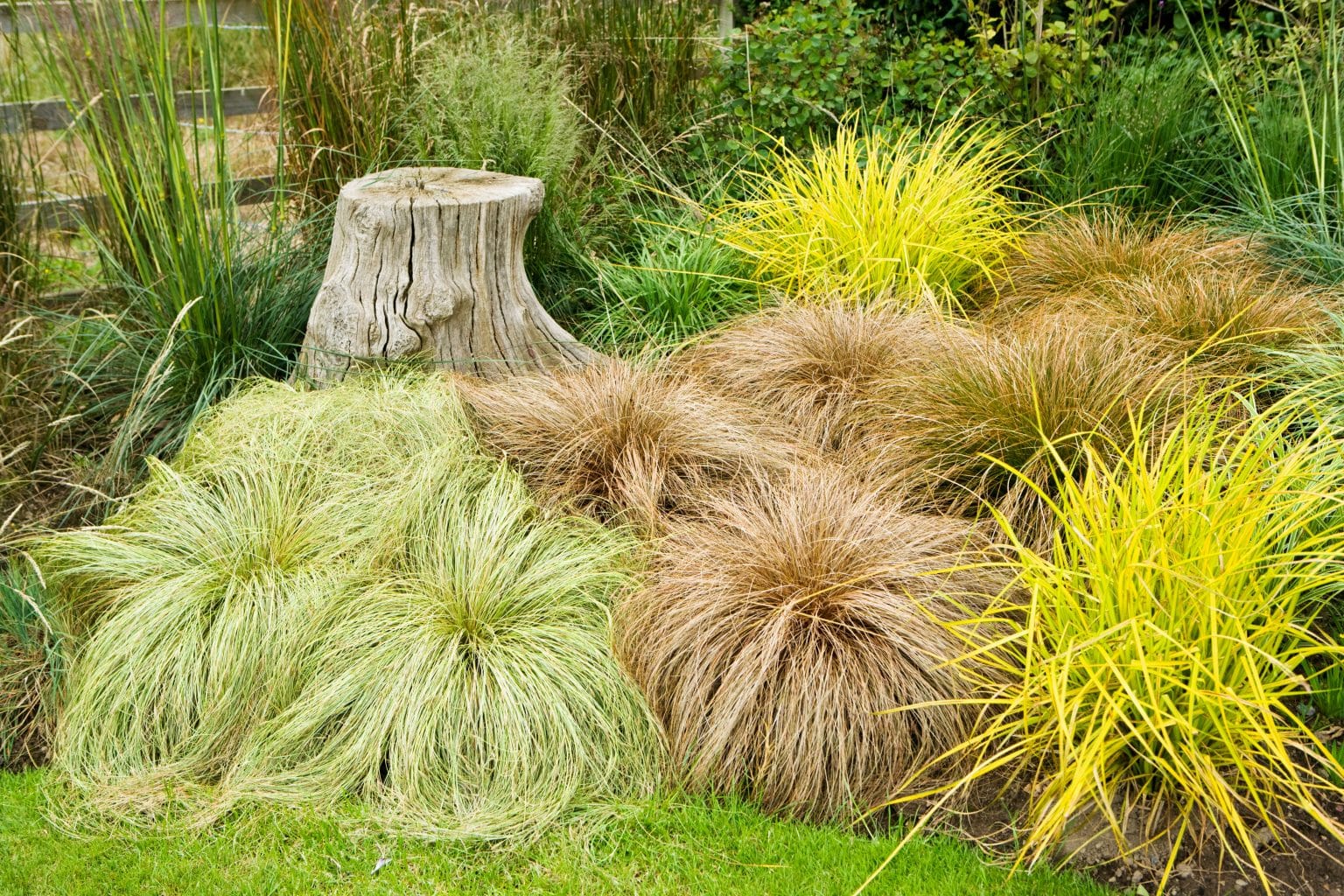 Carex Comans Bronze - New Zealand Hair Sedge - Hopes Grove