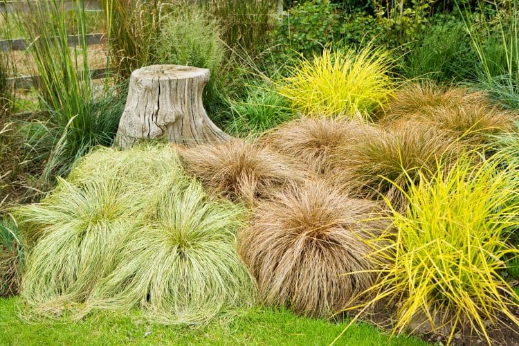 CAREX COMANS BRONZE GRASSES IN A MIXED PLANTING OF GRASSES