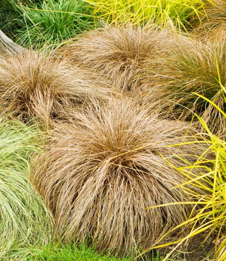CLOSE UP OF CAREX COMANS BRONZE GRASSES PLANTED IN A FLOWERBED