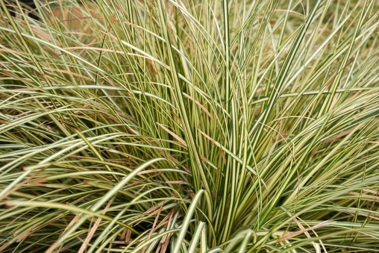 CLOSE UP FOLIAGE OF CAREX OSHIMENSIS EVERGOLD GRASSES