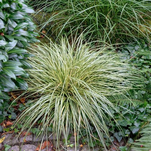 CAREX OSHIMENSIS EVERGOLD GRASSES PLANTED IN A FLOWERBED