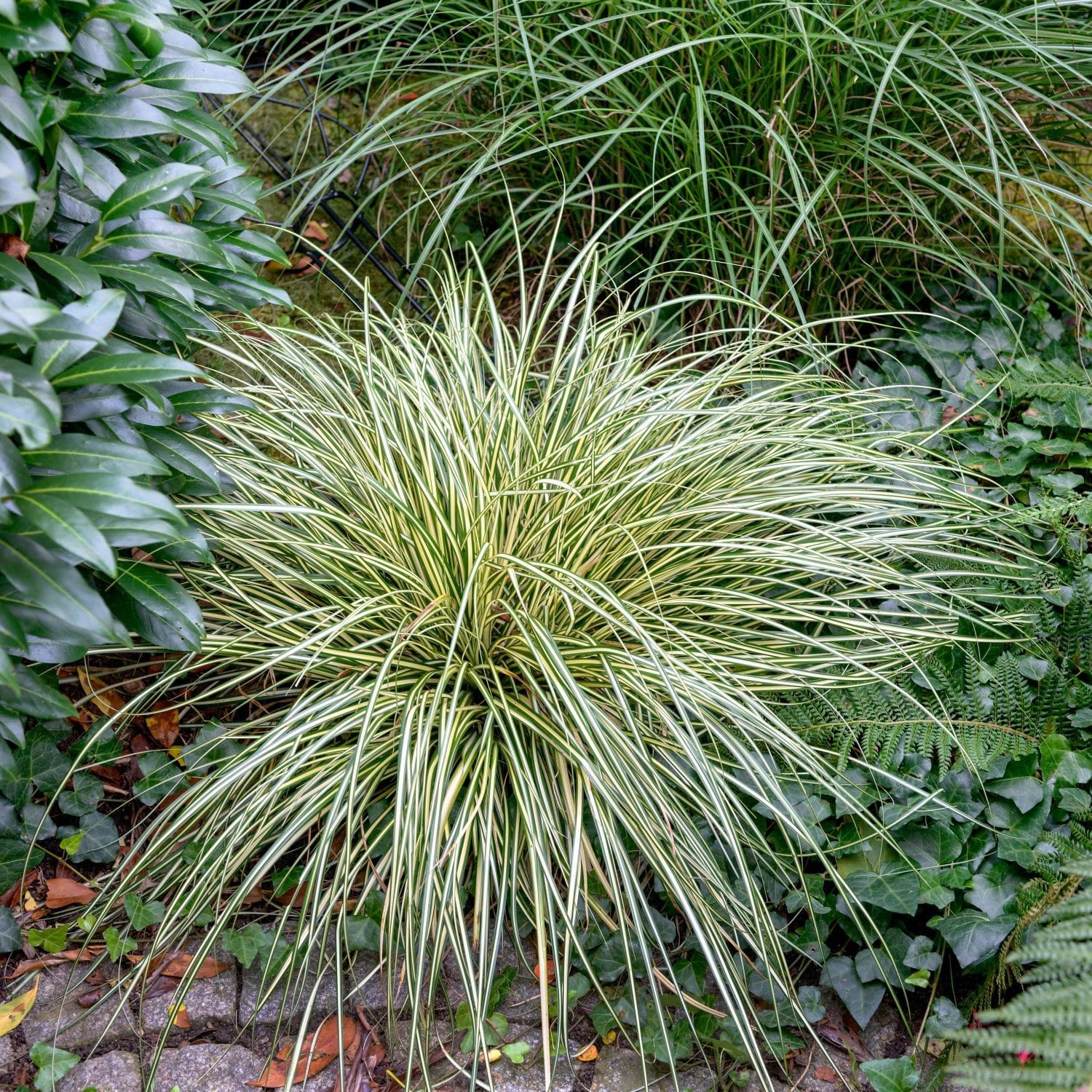 Carex Grasses Sedge Grasses Hopes Grove Nurseries