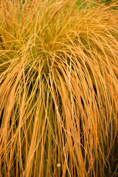 BUY ORNAMENTAL GRASSES