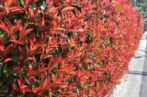 RED LEAVES ON HEDGE OF PHOTINIA CARRE ROUGE