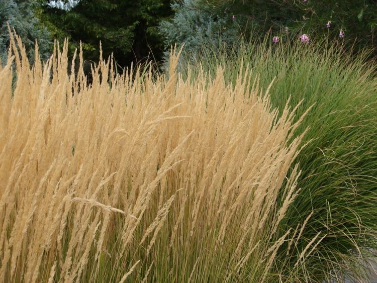 MASS PLANTING OF CALAMAGROSTIS ACUTIFLORA OVERDAM SHOWING AUTUMN SEEDHEADS