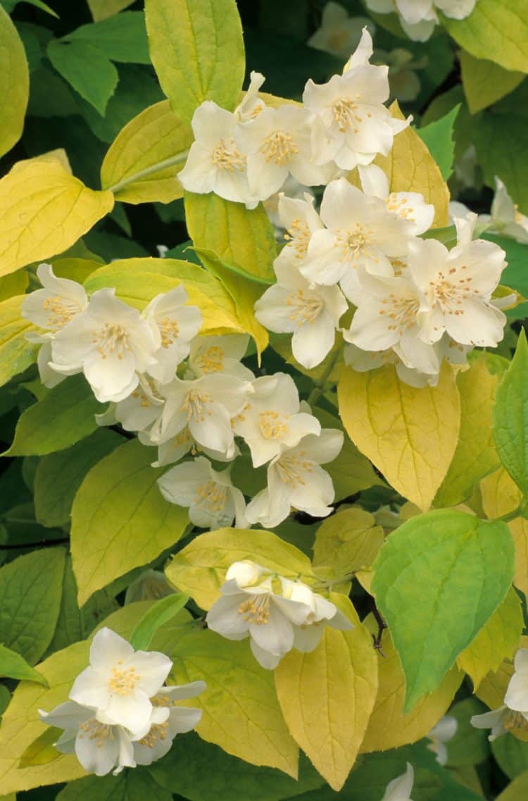 Mock Orange Golden Hedging - Hopes Grove Nurseries