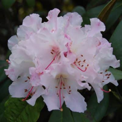 DETAIL OF SOLITARY FLOWER OF HYBRID RHODODENDRON CHRISTMAS CHEER