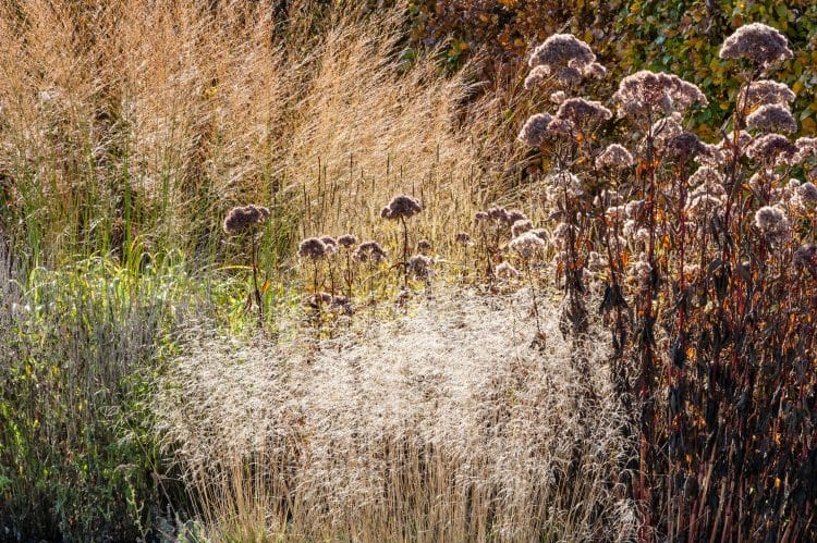 WINTER STEMS OF DESHAMPSIA CESPITOSA GOLDTAU PLANTED IN A GROUP WITH OTHER GRASS PLANTS