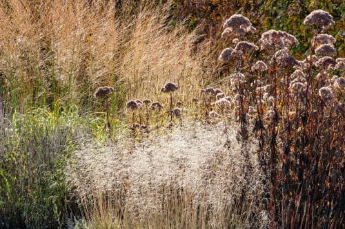 WINTER STEMS OF DESCHAMPSIA GRASSES