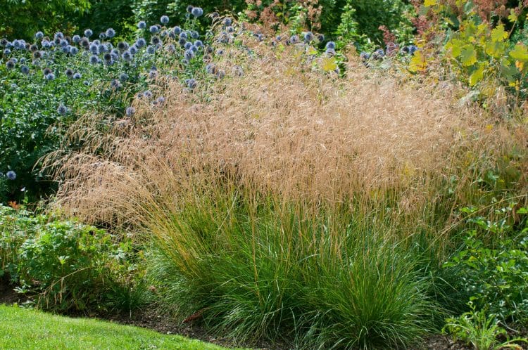 DESCHAMPSIA CESPITOSA GRASSES IN A FLOWERBED IN SUMMER