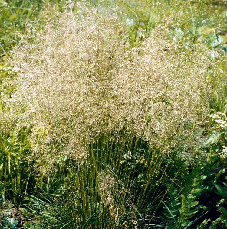 SUMMER FOLIAGE OF DESCHAMPSIA CESPITOSA GOLDTAU GRASSES