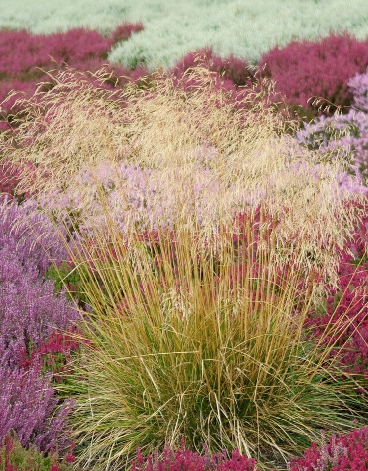 SOLITARY DESHAMPSIA GRASS PLANT IN A FLOWERBED