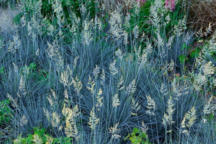 BLUE SUMMER FOLIAGE OF FESTUCA GLAUCA ELIJAH BLUE GRASSES AND SEEDHEADS