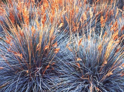 ROWN AUTUMN SEEDHEADS OF FESTUCA GLAUCA ELIJAH BLUE GRASSES