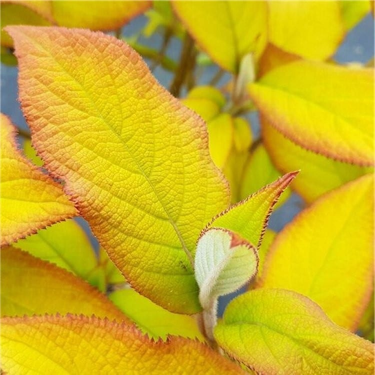 Hydrangea Aspera Goldrush Hydrangea Goldrush Shrubs Hopes Grove Hydrangea Aspera Goldrush Hydrangea Goldrush Shrubs Hopes Grove