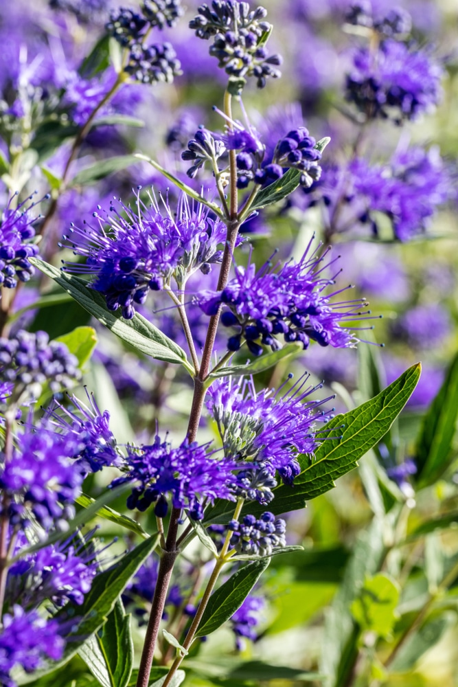 FLOWER DETAIL OF CARYOPTERIS CLANDONENSIS HEAVENLY BLUE SHRUB