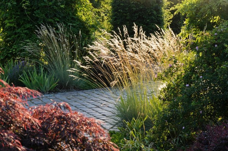 HELICTOTRICHON SEMPERVIRENS GRASSES AND GRASS PLANTS SHOWING SEEDHEADS