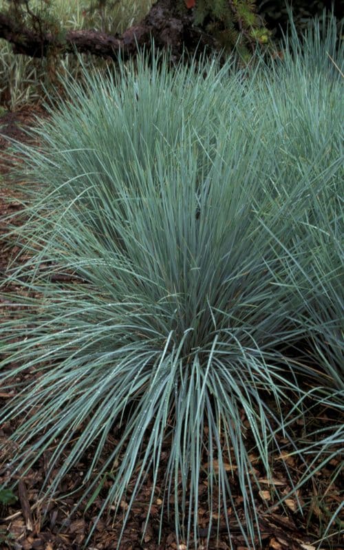 BLUE FOLIAGE OF HELICTOTRICHON SEMPERVIRENS GRASSES