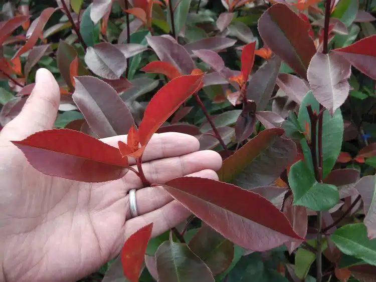 FOLIAGE DETAIL OF PHOTINIA HEDGE SHRUB