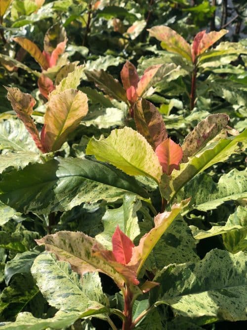 RED YOUNG GROWTH ON GROUP OF PHOTIINIIA PINK CRISPY HEDGING PLANTS