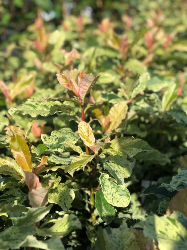 VIEW OF PHOTINIA HEDGING PLANTS GROWING ON THE NURSERY
