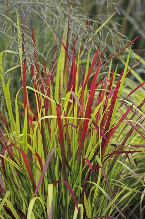COLOURFUL GRASSES FROM HOPES GROVE NURSERIES