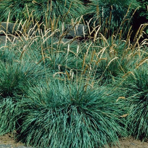 KOELERIA GLAUCA GRASSES IN FLOWER