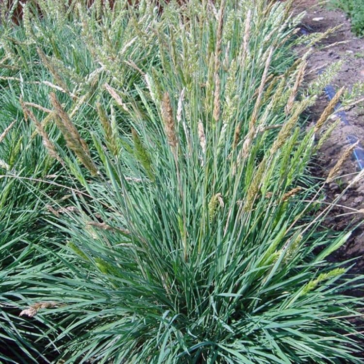 FLOWER STEMS OF A KEOLERIA GLAUCA GRASS PLANT IN A FLOWER BED