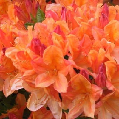 CLOSE UP SOFT ORANGE FLOWERS OF AZALEA MOLLIS KONINGIN EMMA DECIDUOUS AZALEA