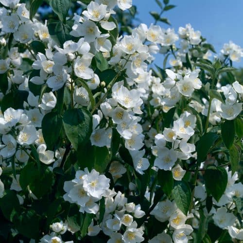 MATURE PHILADELPHUS LEMOINEI SHRUB WITH WHITE FLOWERS MOCK ORANGE LEMOINEI