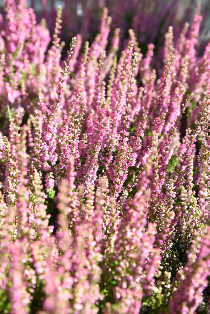 LIGHT PINK FLOWERS OF SUMMER FLOWERIING HEATHERS CALLUNA VULGARIS