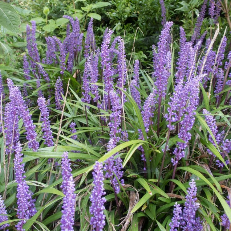 CLOSE UP OF FLOWERS LIRIOPE MUSCARI BIG BLUE GRASSES