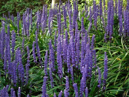 BED OF LIRIOPE MUSCARI IN FLOWER GIVING GOOD GROUND COVER