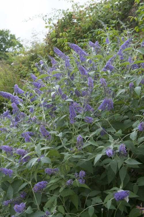 MATURE BUDDLEJA LOCHINCH SHRUB IN FLOWER
