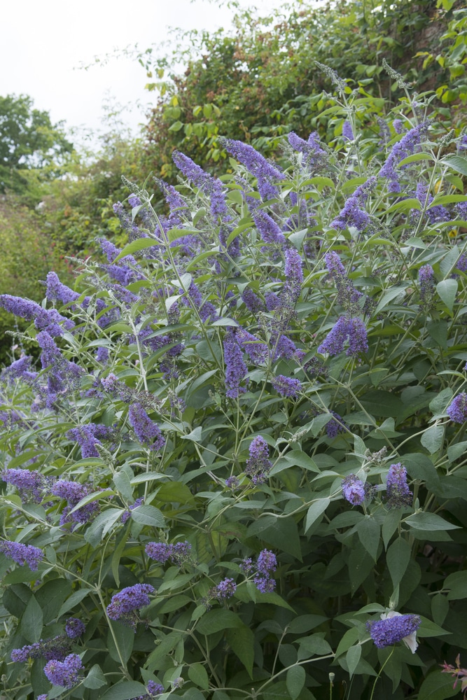 MATURE BUDDLEJA LOCHINCH SHRUB IN FLOWER