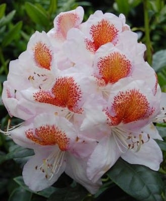 FLOWERS ON RHODODENDRON PLANTS